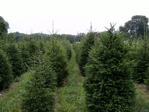 Our Norway Spruces in field 4z