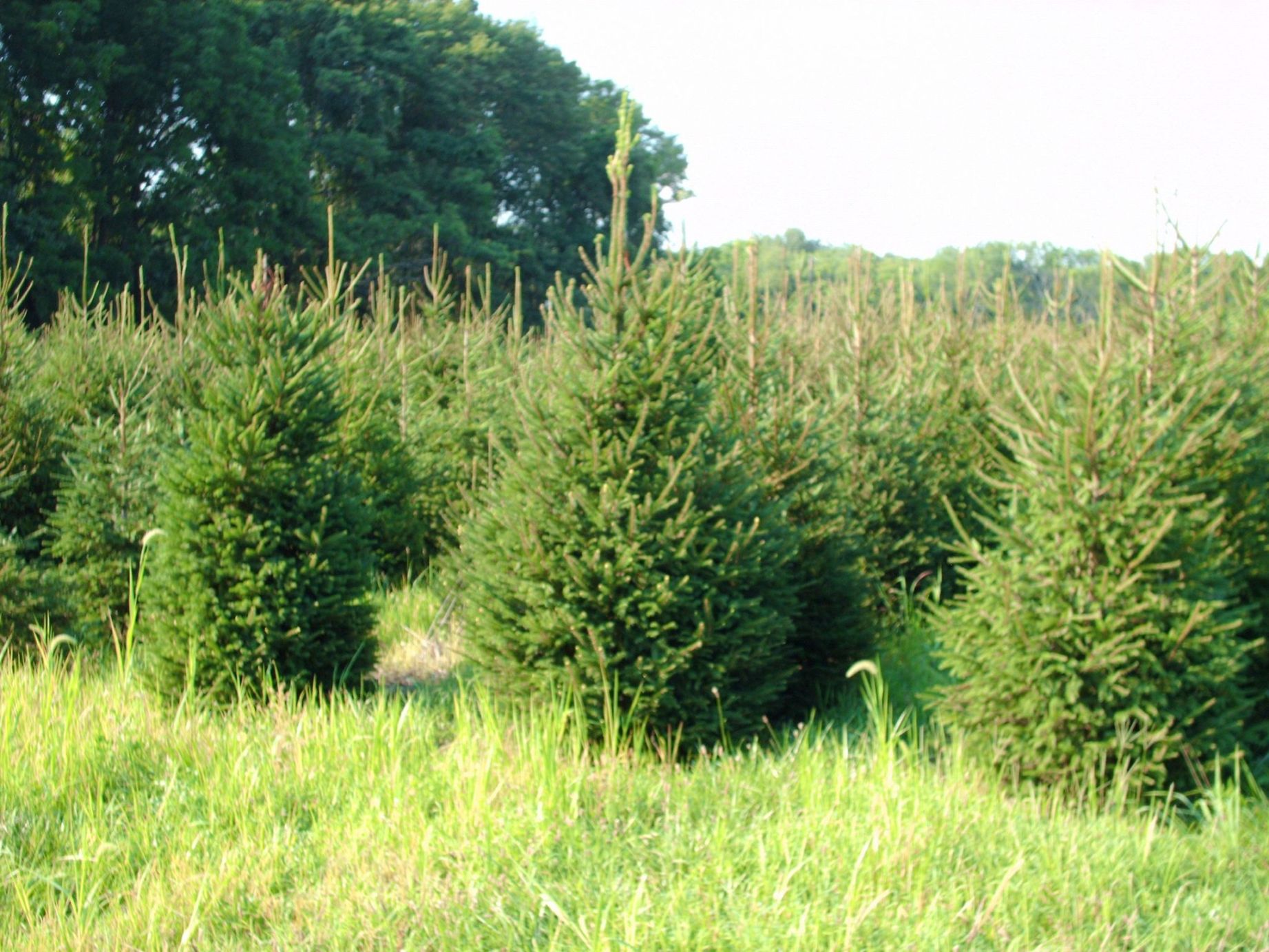 Norway Spruces In Bucks County
</a>  





<a href=